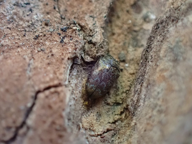 遊水地自然観察コーナー