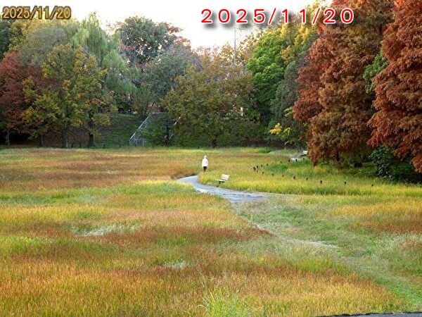 2025年11月20日草紅葉:12月末時点草刈りは無