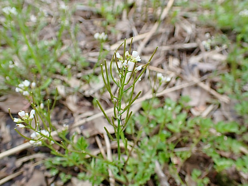 遊水地自然観察コーナー