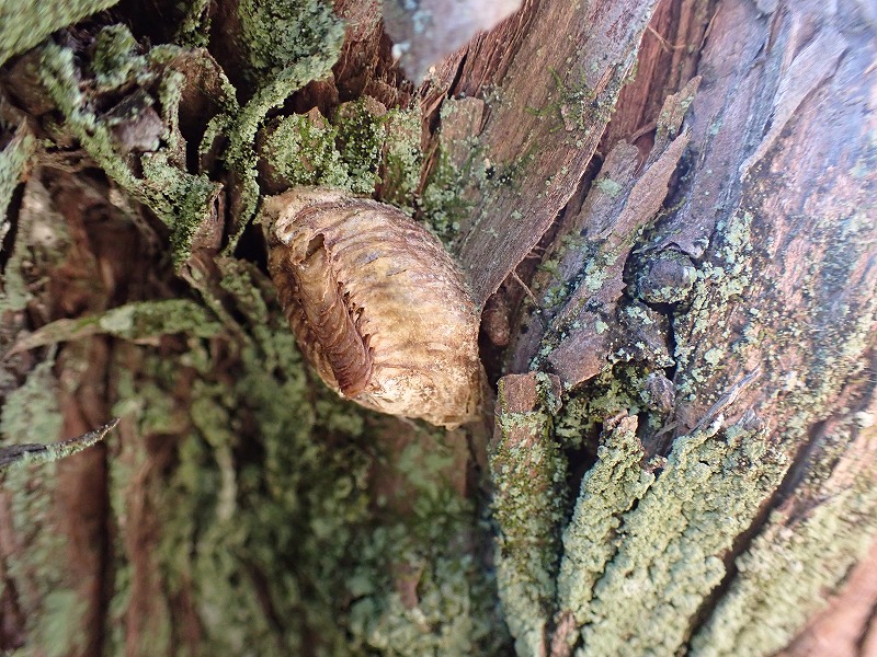 遊水地自然観察コーナー