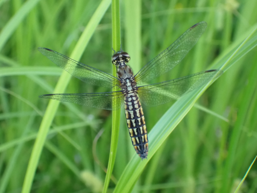遊水地自然観察コーナー
