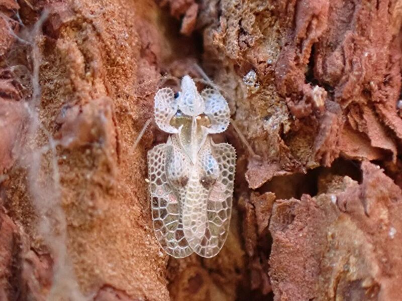 遊水地自然観察コーナー