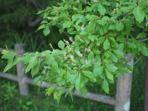 遊水地自然観察コーナー